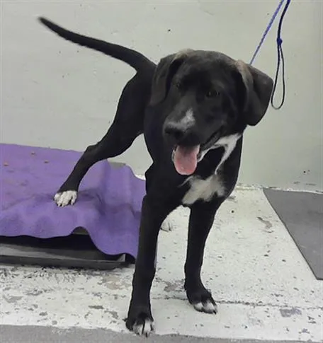 A baby small-sized male Labrador Retriever dog named Skyler for adoption in Houston, TX