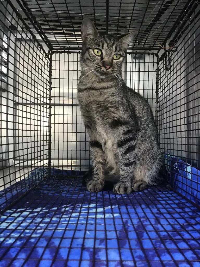 A young small-sized male Domestic Short Hair cat named Jara for adoption in New Braunfels, TX