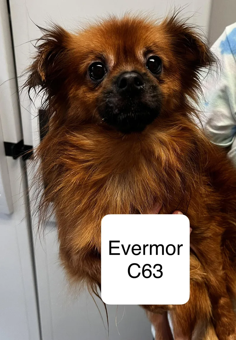 Evermor