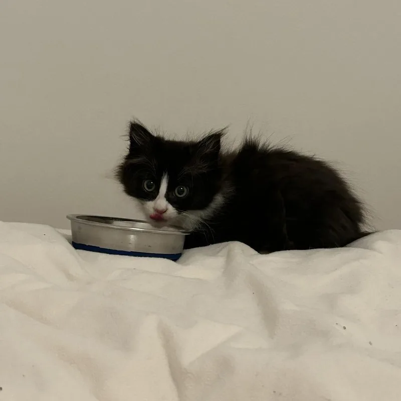 A baby small-sized male Domestic Long Hair cat named Tux for adoption in Westport, CT