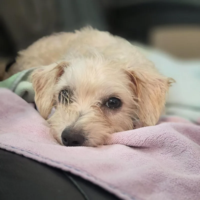 An adult small-sized female White / Cream Mixed Breed dog named Corn Puff for adoption in Sonoma, CA