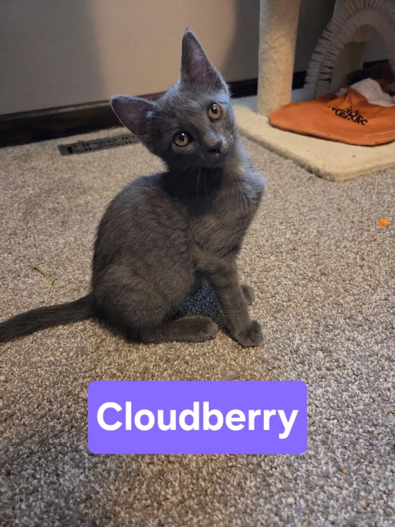A baby medium-sized female Gray / Blue / Silver Domestic Short Hair cat named Cloudberry for adoption in Manhattan, KS