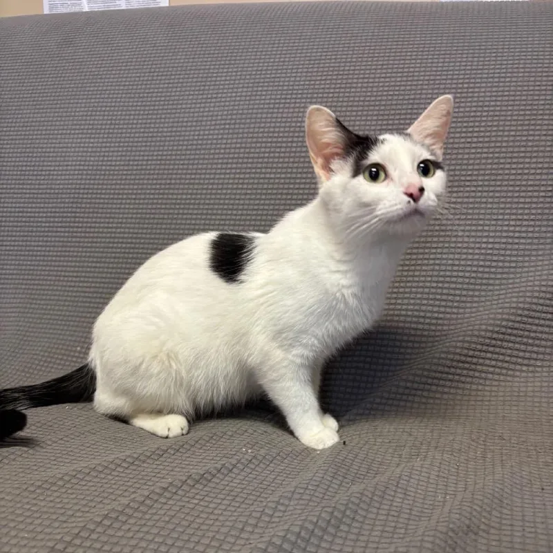 An adult medium-sized female White Domestic Short Hair cat named Weasel Meet me at for adoption in Buffalo, MN