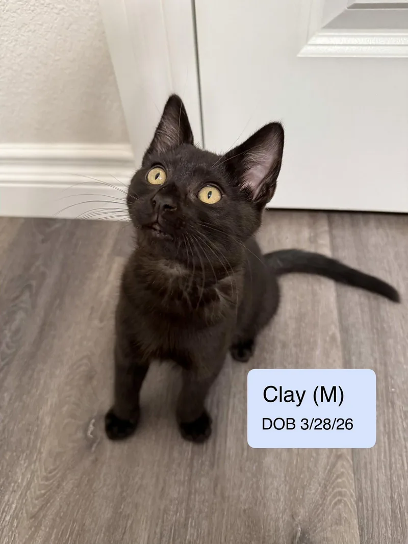 A baby medium-sized male Black Domestic Short Hair cat named Clay for adoption in Vacaville, CA