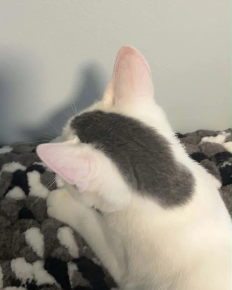 A baby medium-sized female White Domestic Short Hair cat named Sparks for adoption in Mullica Hill, NJ