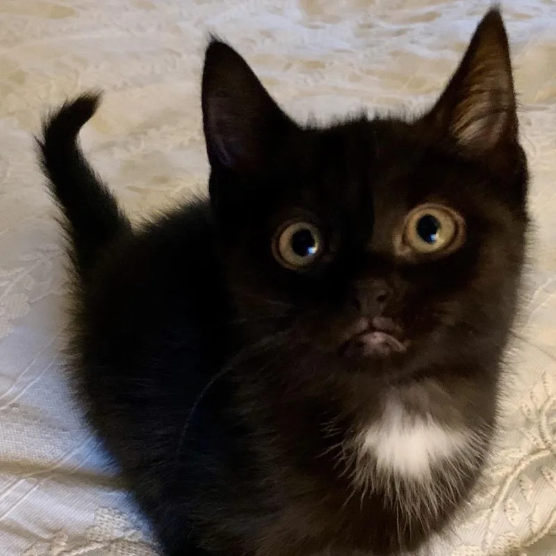 Leo