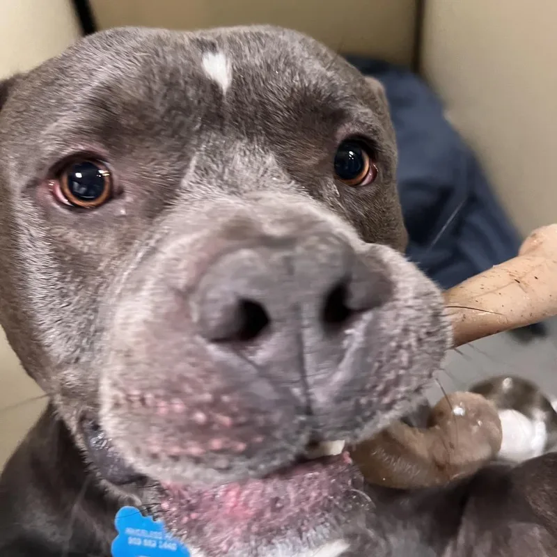 A young medium-sized male American Staffordshire Terrier dog named Meatball Costa Mesa Location for adoption in Chino Hills, CA
