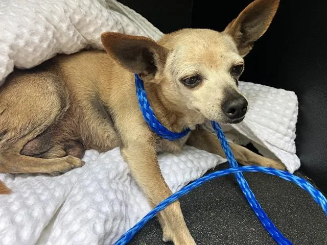 A senior small-sized male Chihuahua dog named Stewart for adoption in Camarillo, CA