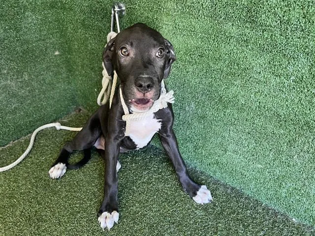 A baby medium-sized female Pit Bull Terrier dog named A for adoption in Lancaster, CA