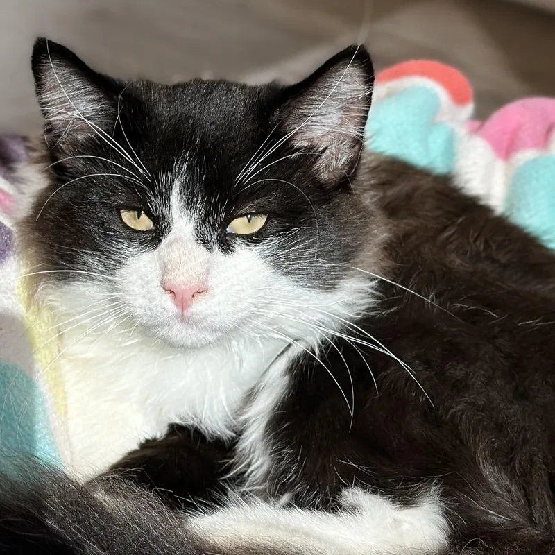 A baby medium-sized male Black & White / Tuxedo Domestic Medium Hair cat named Freddy Krueger for adoption in Victor, NY