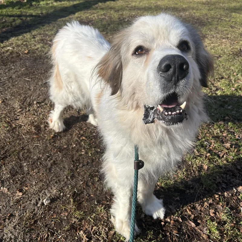An adult medium-sized male Great Pyrenees dog named Maximus for adoption in Huntington, NY