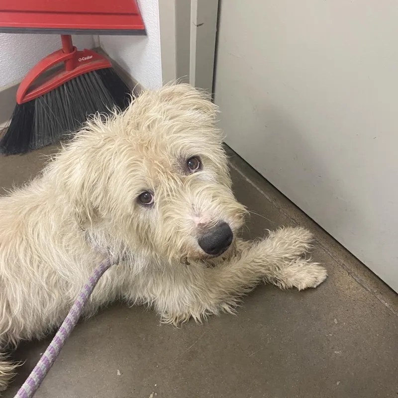 An adult medium-sized male White / Cream Poodle dog named Shaggy for adoption in Tulsa, OK