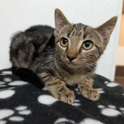 A baby small-sized male Tabby (Brown / Chocolate) Domestic Short Hair cat named Little Boy for adoption in Rochester, MN