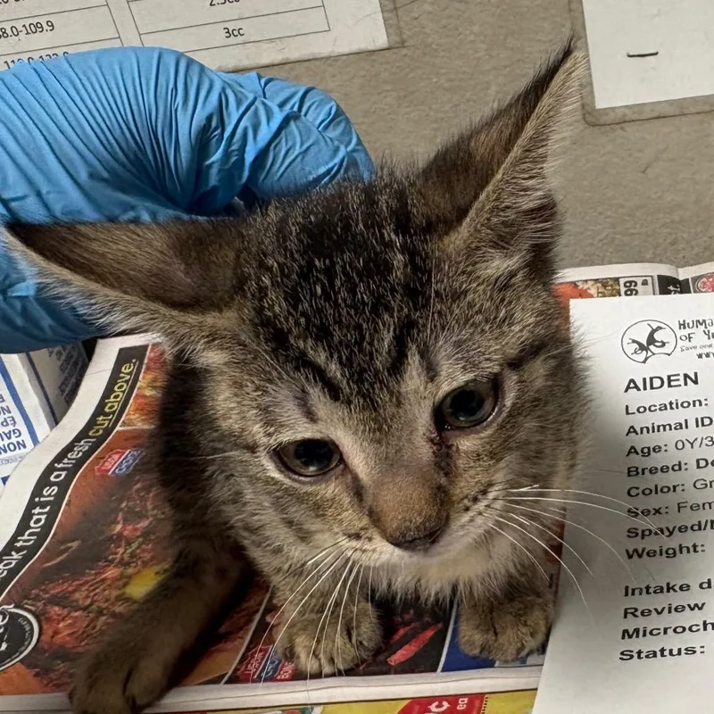 A baby small-sized female Gray / Blue / Silver Domestic Short Hair cat named Aiden for adoption in Yuma, AZ