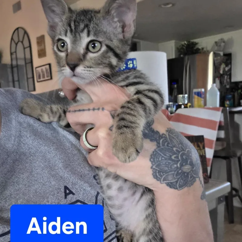 Aiden thumbnail 2