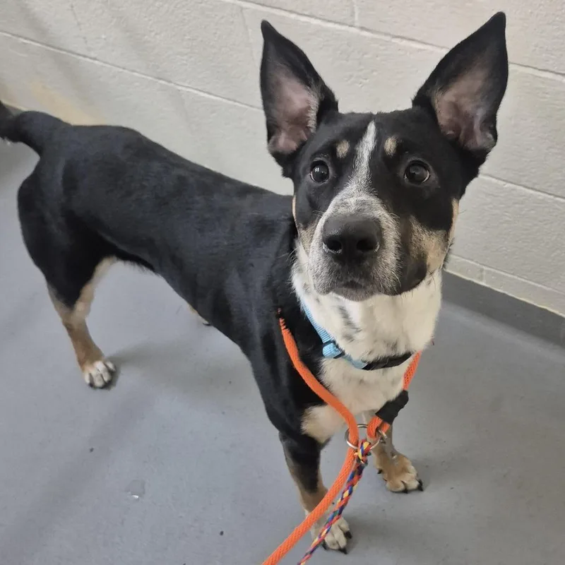 An adult medium-sized male Black Mixed Breed dog named Strider for adoption in Tacoma, WA