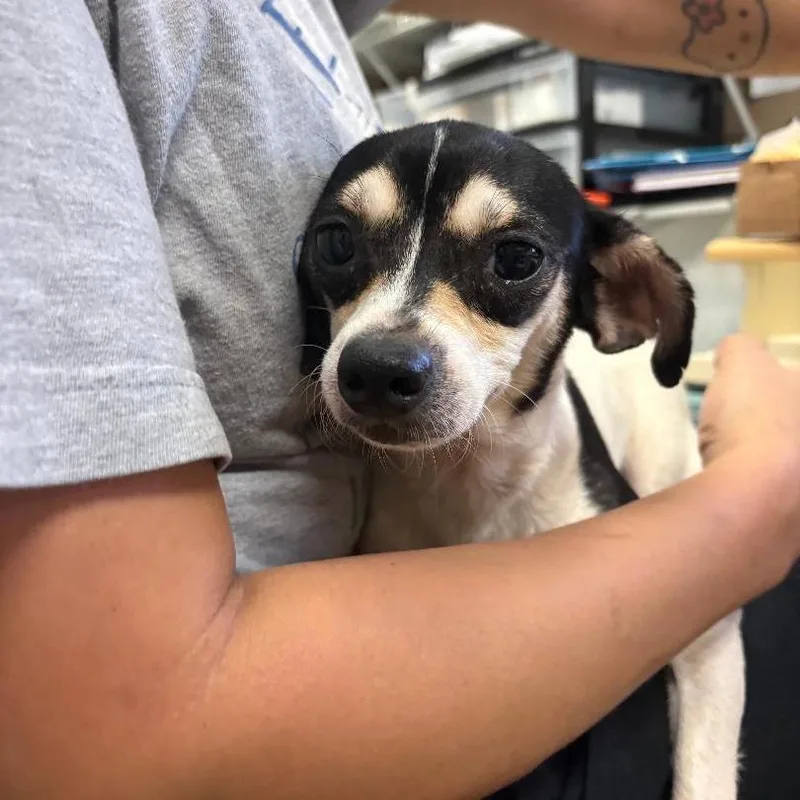 An adult small-sized female Chihuahua dog named Rose for adoption in North Myrtle Beach, SC