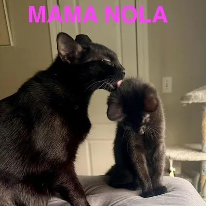 Mama Nola