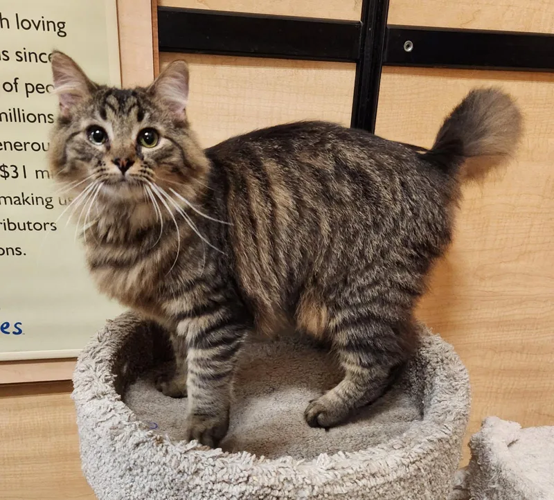 A baby medium-sized male Domestic Long Hair cat named Simon for adoption in Barrington Hills, IL