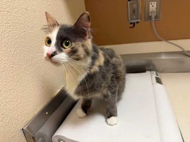An adult medium-sized female Domestic Short Hair cat named Callista for adoption in Fairfield, CA
