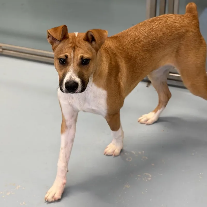 A young medium-sized male Yellow / Tan / Blond / Fawn Mixed Breed dog named Peter for adoption in Brownsboro, AL