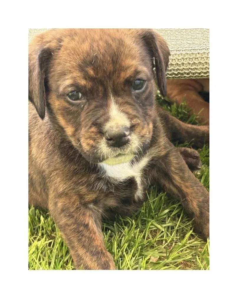 A baby large-sized male Brown / Chocolate Mixed Breed dog named Johnny for adoption in Mooresville, NC