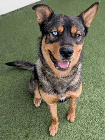 An adult large-sized female Mixed Breed dog named Zahara for adoption in Wenatchee, WA