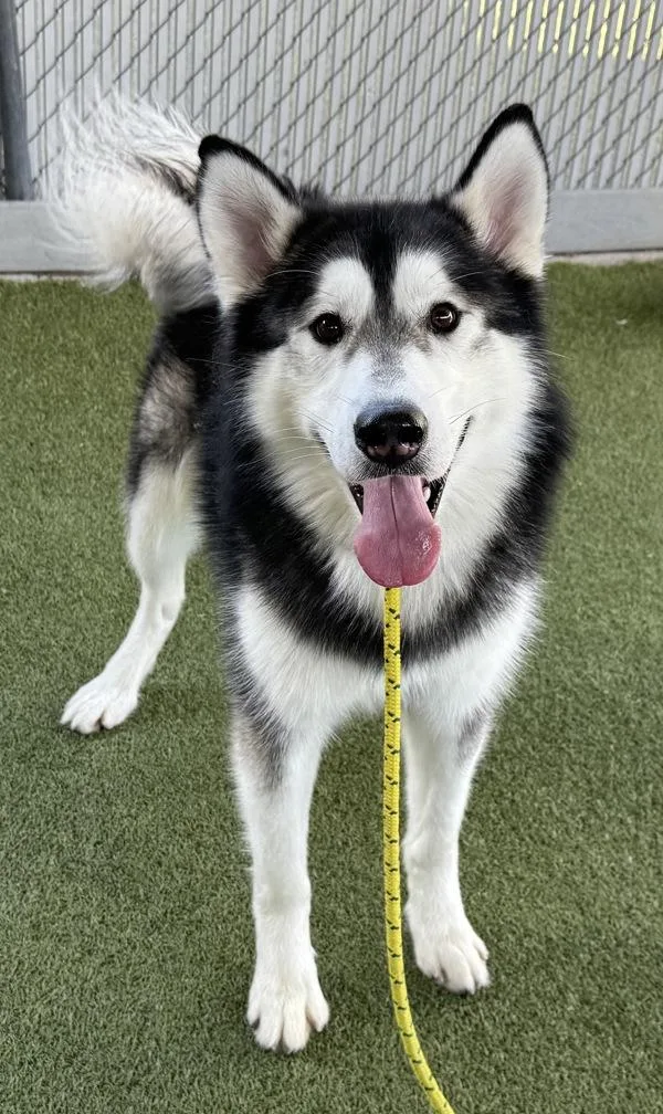 An adult large-sized male Alaskan Malamute dog named Zorro for adoption in Salt Lake City, UT