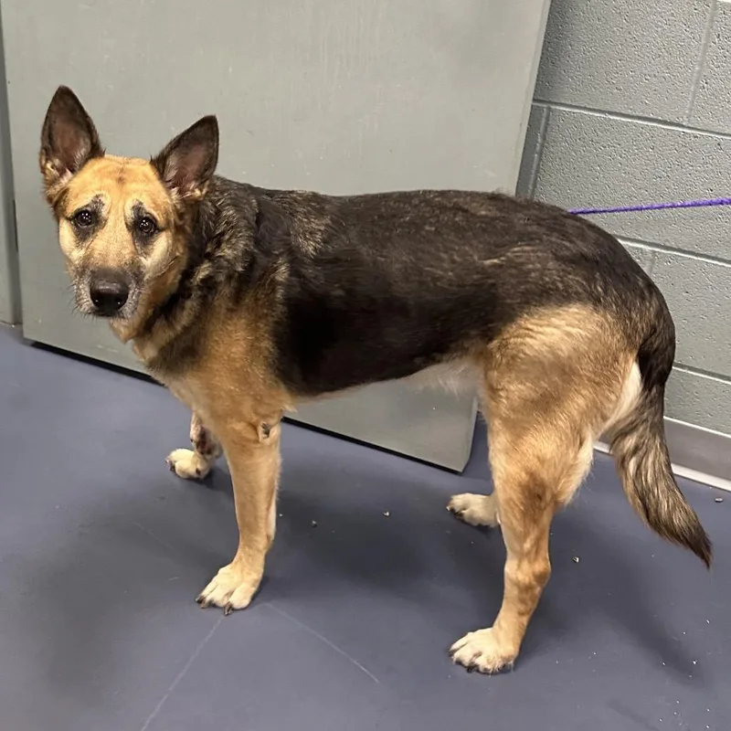 An adult large-sized female Yellow / Tan / Blond / Fawn Shepherd dog named Penny for adoption in Greensboro, NC