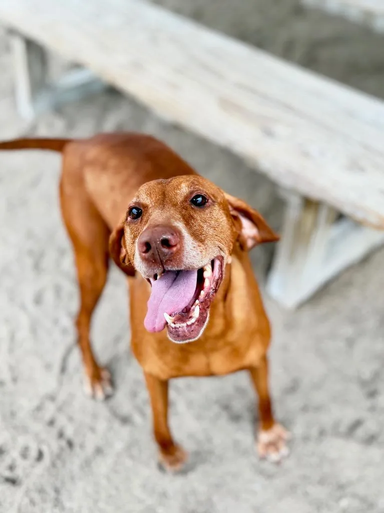 A senior medium-sized female Vizsla dog named DaisyViszla for adoption in Muskegon, MI