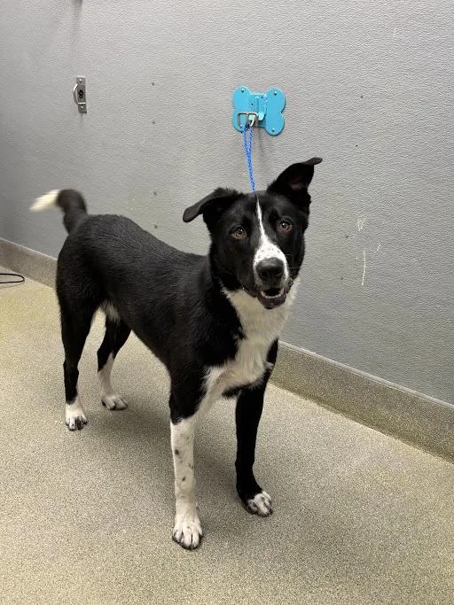 A young small-sized male German Shepherd Dog dog named Jax for adoption in Las Vegas, NV