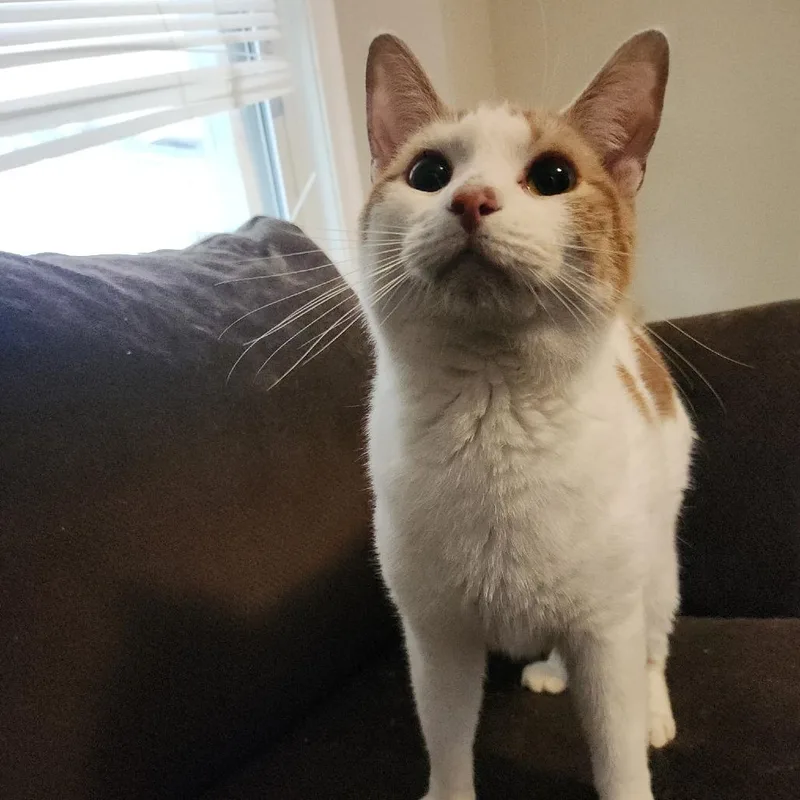 A young small-sized male Orange / Red Domestic Short Hair cat named Nugget for adoption in Lynchburg, VA