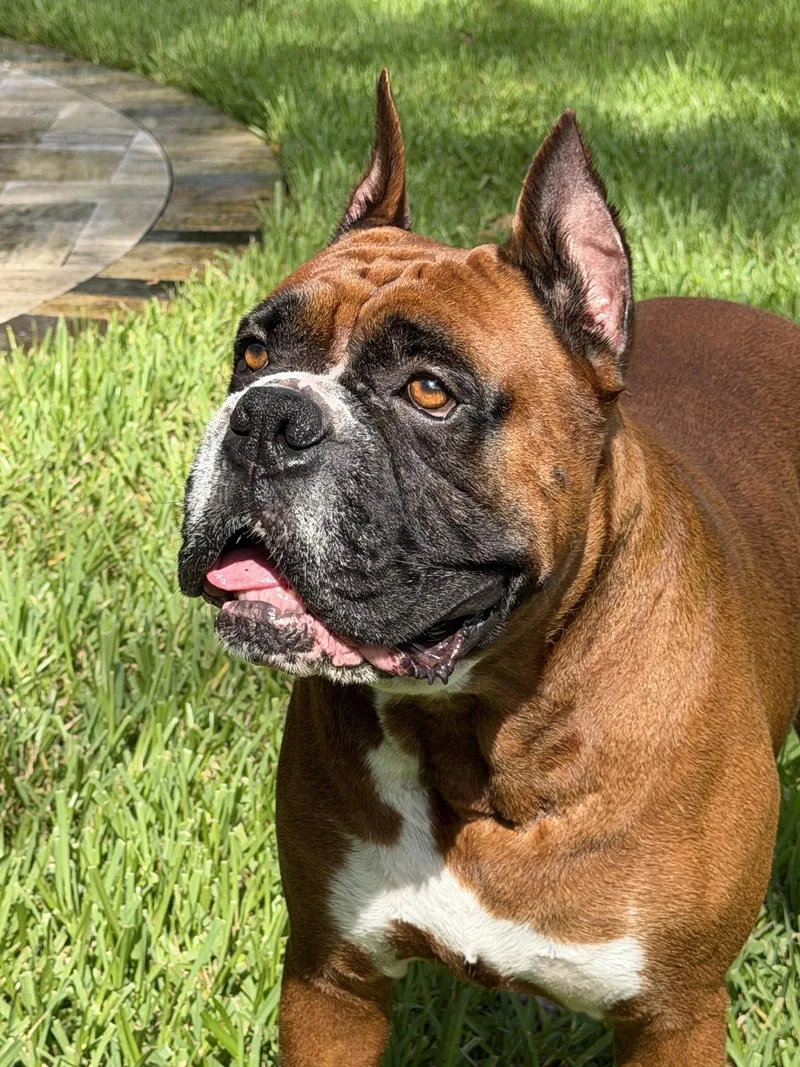Diesel F