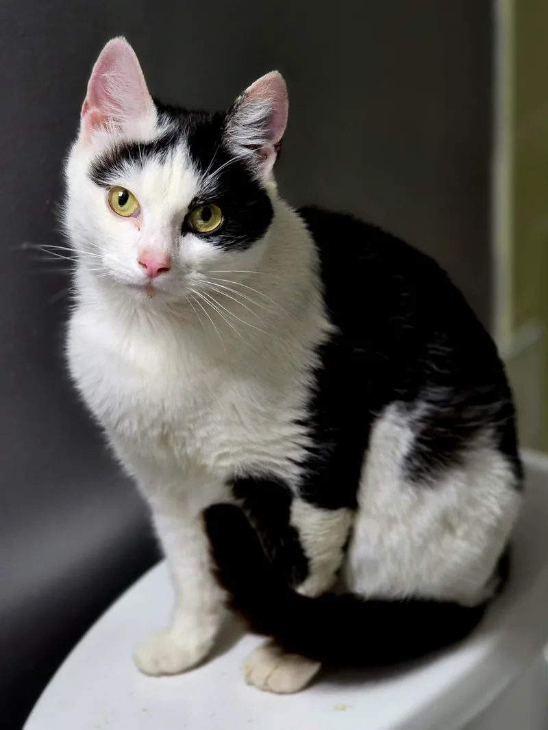 An adult medium-sized female Black & White / Tuxedo Domestic Short Hair cat named Lady Ragnhild Aka "ragna" for adoption in Bristol, TN