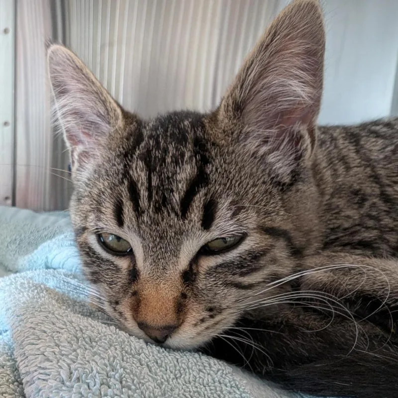 A baby medium-sized male Domestic Short Hair cat named Ogopogo for adoption in Tacoma, WA