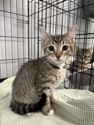 A baby small-sized male Domestic Short Hair cat named Leonard for adoption in West Chester, PA