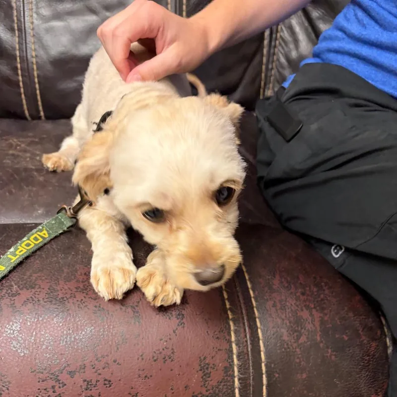 An adult small-sized female Yellow / Tan / Blond / Fawn Mixed Breed dog named Bella for adoption in Mentor, OH