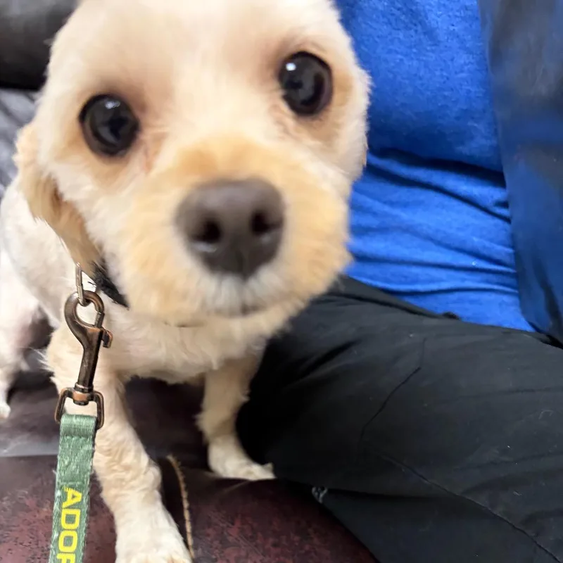 Bella thumbnail 2