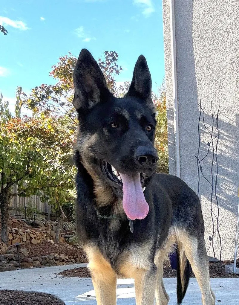 A young large-sized male German Shepherd Dog dog named Brocko for adoption in Modesto, CA