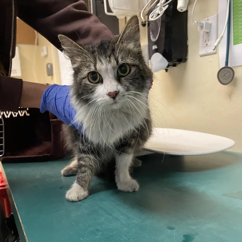 An adult medium-sized female Brown / Chocolate Domestic Long Hair cat named Zoey for adoption in Pasadena, CA