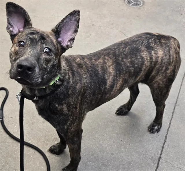 A young medium-sized female Pit Bull Terrier dog named Tiger Lilly for adoption in Tucson, AZ