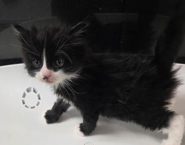 A baby small-sized female Domestic Short Hair cat named Queen Lillian for adoption in Cleveland, TN