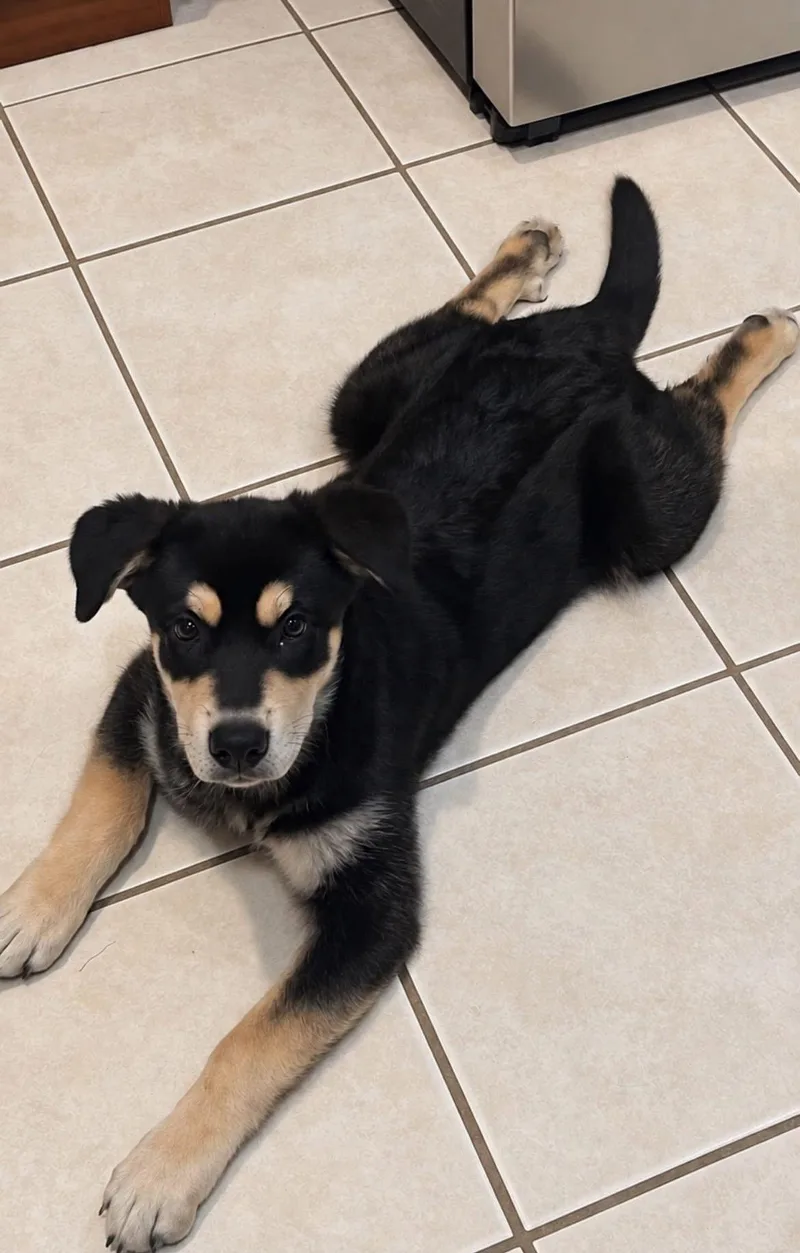 A baby medium-sized male Husky dog named Rubin for adoption in Germantown, OH