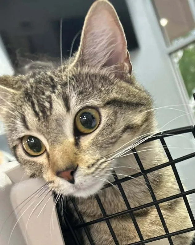 A young medium-sized female American Bobtail cat named Mona for adoption in Richland Hills, TX