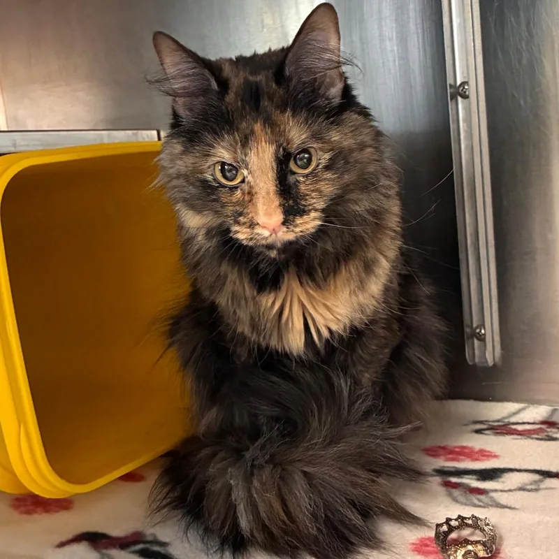 An adult medium-sized female Calico Domestic Long Hair cat named Kimi for adoption in Manhattan, KS