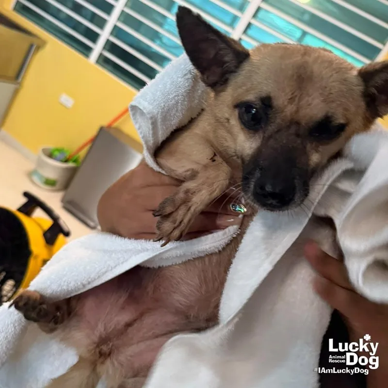An adult small-sized female Chihuahua dog named Velma for adoption in Washington, DC