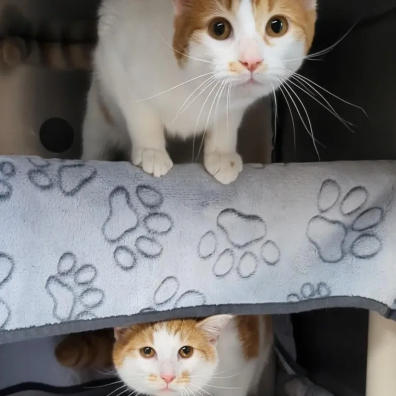 Bullwinkle Bonded With Rocky thumbnail 2