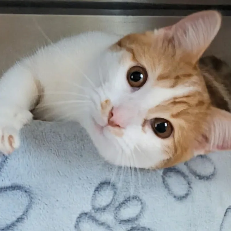A young medium-sized male Orange & White Domestic Short Hair cat named Bullwinkle Bonded With Rocky for adoption in West Jefferson, OH