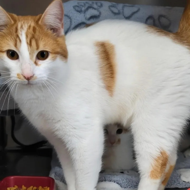 Bullwinkle Bonded With Rocky thumbnail 3