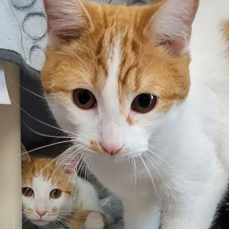 Bullwinkle Bonded With Rocky thumbnail 4